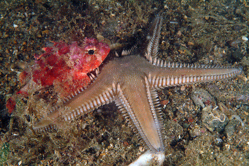 Scorpaena cf. notata con Astropecten platyacanthus